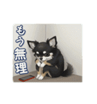 チワワの気遣いスタンプ（個別スタンプ：18）