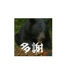 熊！熊！熊！スタンプ日常編（台湾華語）（個別スタンプ：4）