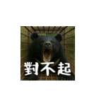 熊！熊！熊！スタンプ日常編（台湾華語）（個別スタンプ：5）