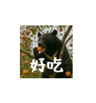 熊！熊！熊！スタンプ日常編（台湾華語）（個別スタンプ：6）