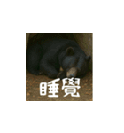 熊！熊！熊！スタンプ日常編（台湾華語）（個別スタンプ：7）
