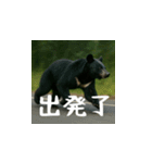 熊！熊！熊！スタンプ日常編（台湾華語）（個別スタンプ：8）