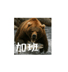 熊！熊！熊！スタンプ日常編（台湾華語）（個別スタンプ：11）