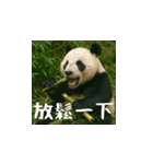 熊！熊！熊！スタンプ日常編（台湾華語）（個別スタンプ：13）