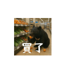 熊！熊！熊！スタンプ日常編（台湾華語）（個別スタンプ：14）