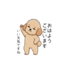 使いやすい長文のトイプー(アプリコット)（個別スタンプ：1）