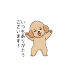 使いやすい長文のトイプー(アプリコット)（個別スタンプ：5）