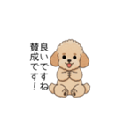 使いやすい長文のトイプー(アプリコット)（個別スタンプ：11）