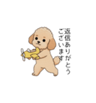 使いやすい長文のトイプー(アプリコット)（個別スタンプ：14）