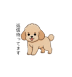 使いやすい長文のトイプー(アプリコット)（個別スタンプ：15）