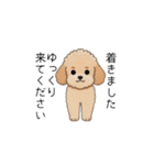 使いやすい長文のトイプー(アプリコット)（個別スタンプ：20）