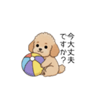 使いやすい長文のトイプー(アプリコット)（個別スタンプ：26）