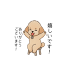 使いやすい長文のトイプー(アプリコット)（個別スタンプ：31）