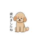 使いやすい長文のトイプー(アプリコット)（個別スタンプ：32）