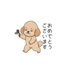 使いやすい長文のトイプー(アプリコット)（個別スタンプ：34）