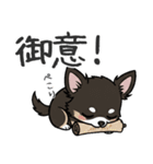 まろ眉わんこの日常スタンプ（個別スタンプ：11）