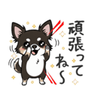 まろ眉わんこの日常スタンプ（個別スタンプ：24）