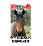 BIG表示！いつだって猫年気分の年賀スタンプ（個別スタンプ：2）