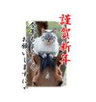 BIG表示！いつだって猫年気分の年賀スタンプ（個別スタンプ：4）