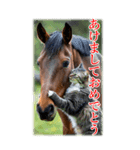 BIG表示！いつだって猫年気分の年賀スタンプ（個別スタンプ：14）