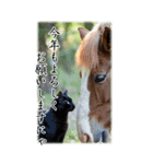 BIG表示！いつだって猫年気分の年賀スタンプ（個別スタンプ：16）