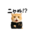 動く★ニャンキー！（個別スタンプ：13）