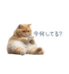 構ってほしい猫ちゃん【連絡・かわいい】（個別スタンプ：1）