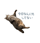構ってほしい猫ちゃん【連絡・かわいい】（個別スタンプ：2）