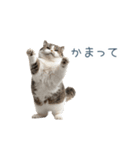 構ってほしい猫ちゃん【連絡・かわいい】（個別スタンプ：3）