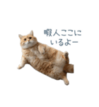 構ってほしい猫ちゃん【連絡・かわいい】（個別スタンプ：9）