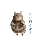 構ってほしい猫ちゃん【連絡・かわいい】（個別スタンプ：13）