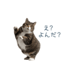 構ってほしい猫ちゃん【連絡・かわいい】（個別スタンプ：16）