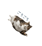 構ってほしい猫ちゃん【連絡・かわいい】（個別スタンプ：17）