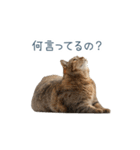 構ってほしい猫ちゃん【連絡・かわいい】（個別スタンプ：18）
