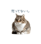 構ってほしい猫ちゃん【連絡・かわいい】（個別スタンプ：22）