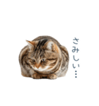 構ってほしい猫ちゃん【連絡・かわいい】（個別スタンプ：23）