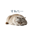 構ってほしい猫ちゃん【連絡・かわいい】（個別スタンプ：24）