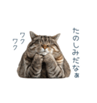 構ってほしい猫ちゃん【連絡・かわいい】（個別スタンプ：25）