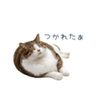 構ってほしい猫ちゃん【連絡・かわいい】（個別スタンプ：28）