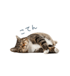 構ってほしい猫ちゃん【連絡・かわいい】（個別スタンプ：29）
