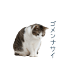 構ってほしい猫ちゃん【連絡・かわいい】（個別スタンプ：31）
