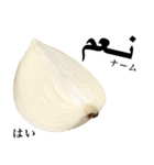 国産玉ねぎ【アラビア語】（個別スタンプ：5）