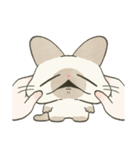 もちっとシャム猫（個別スタンプ：3）