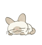 もちっとシャム猫（個別スタンプ：21）
