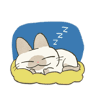もちっとシャム猫（個別スタンプ：30）