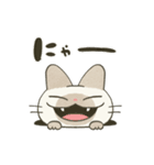 もちっとシャム猫（個別スタンプ：38）