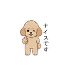 使いやすい敬語のトイプー②(アプリコット)（個別スタンプ：13）