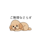 使いやすい敬語のトイプー②(アプリコット)（個別スタンプ：15）