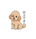 使いやすい敬語のトイプー②(アプリコット)（個別スタンプ：24）
