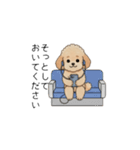 使いやすい敬語のトイプー②(アプリコット)（個別スタンプ：38）